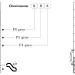 Fulfilling the Potential of DD DCS-Figure-3