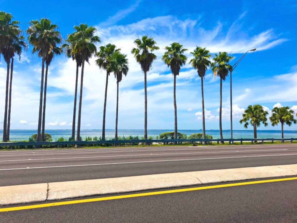 Tampa to Clearwater Florida Road lined with palm trees