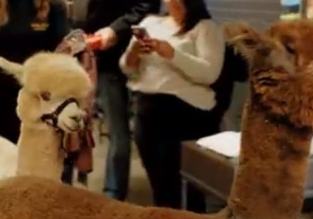 Alpacas and Owners Rescued from Illinois Elevator