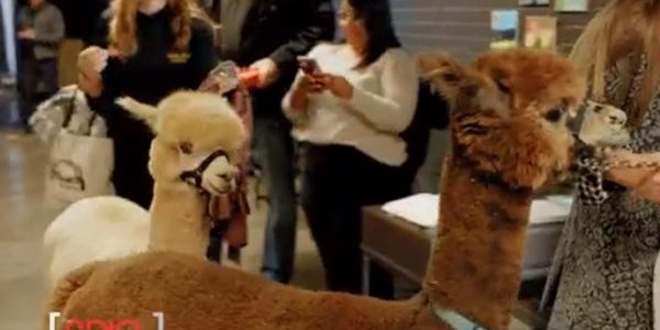 Alpacas and Owners Rescued from Illinois Elevator