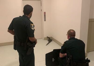 Not a Gator Elevator