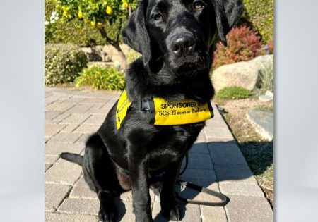 Puppy in Training's Ties to the VT Industry