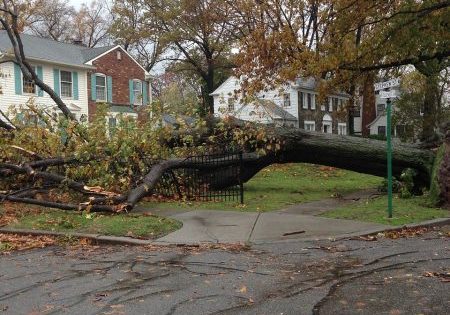 A fallen tree in the wake of Superstorm Sandy; photo by kris1 from Pixabay