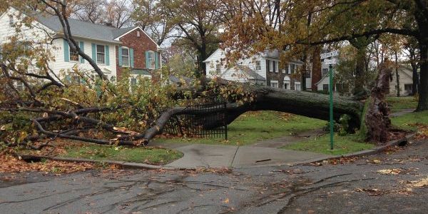 A fallen tree in the wake of Superstorm Sandy; photo by kris1 from Pixabay