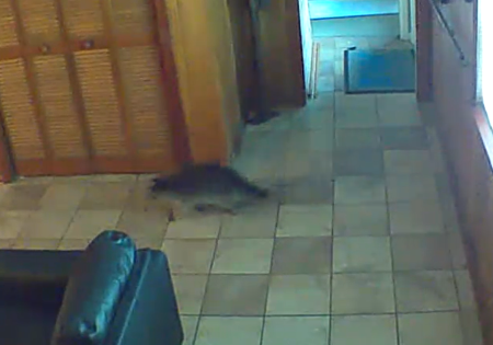 Raccoon wanders through EW