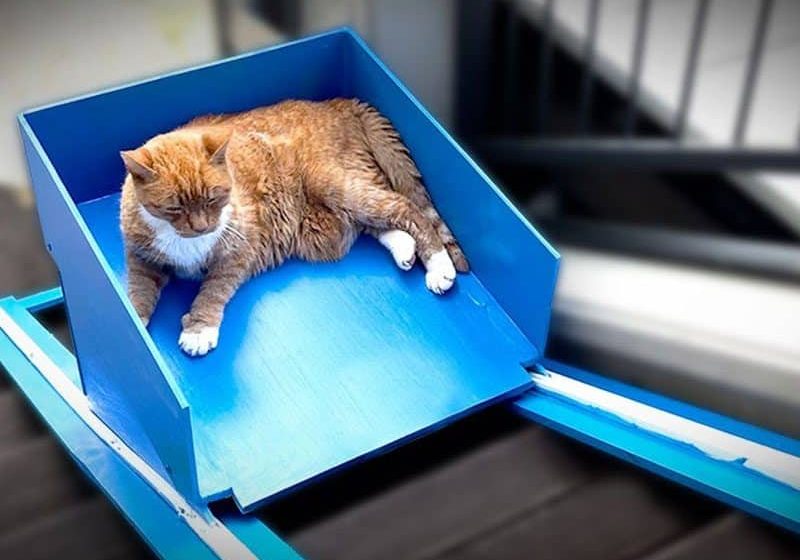 YouTuber Builds Cat Elevator