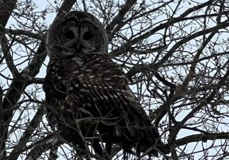 The owl resting in a nearby tree; image courtesy of the Fairfield Fire Department